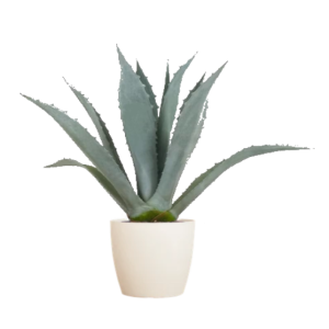 Agave americana