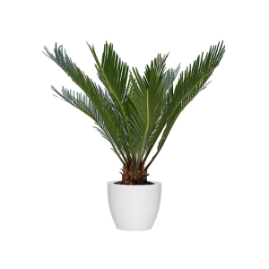 Cyca Revoluta